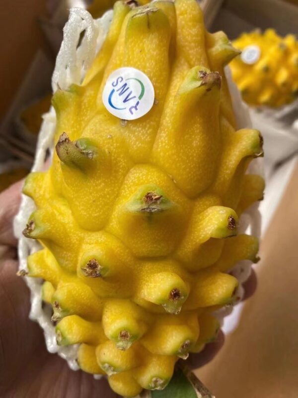 哥伦比亚麒麟果 一箱6-10个约2.2kg – 果山フルーツ