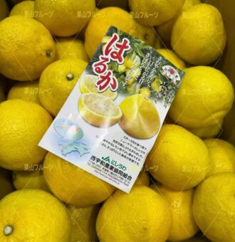 图片_20260209153228