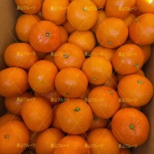 長崎産津之輝柑橘 秀S~L 一箱约5kg