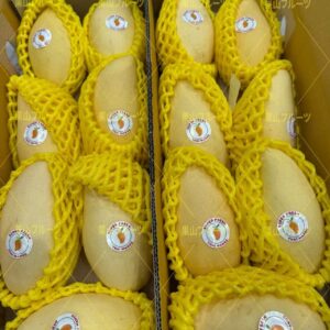 泰国産空運金芒 一箱14~18個入 約4.5kg