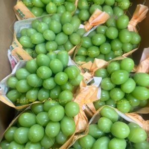 長野産 高品質香印葡萄 半箱4-5房入.约2.5kg