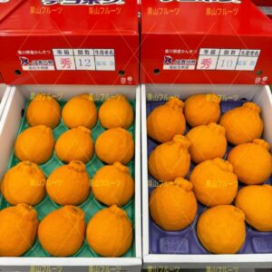 香川産デコポン 高級禮盒一箱8〜15個入 約3kg
