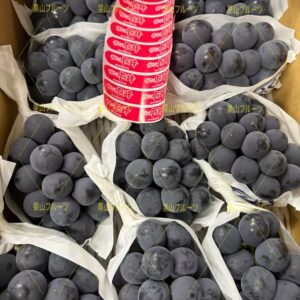 福岡産無籽巨峰葡萄 半箱5房入 約2.3kg