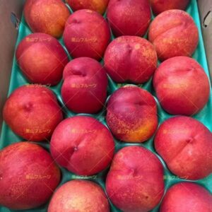 長野.山梨産 油桃 半箱7〜11個入 約2.5kg