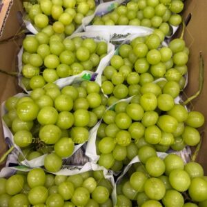 山梨產特買香印葡萄 A半箱4～5房入 約2.5kg